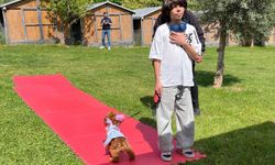 Gaziantep'te köpekler jüri karşısına çıktı
