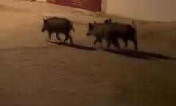 Hatay'da domuz sürüsü mahalleye indi