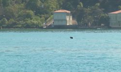 İstanbul Boğazı'nda yunus sürprizi