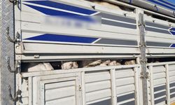 İstanbul'da kaçak kurbanlık denetimi; 626 bin lira para cezası uygulandı