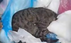 İzmir'de 33 kedinin ölü bulunması ile ilgili gözaltına alınan veteriner adliyede
