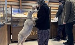 Kaçan kuzuya benzetilen 'Çorap', kurbanlık olmaktan son anda kurtuldu