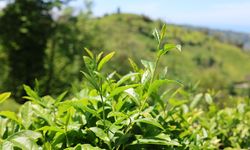 Karadeniz'de çay toplama ücretleri belirlendi