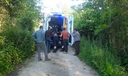Kastamonu'da bal arısı hastanelik etti