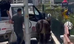 Kesimden kaçan kurbanlık boğa zor anlar yaşattı