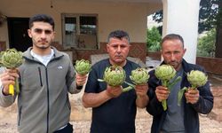 KKTC'de ilk kez yediği enginarı memleketinde üretti