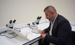 Koparmanın 699 bin TL cezasının olduğu, Siirt'e özgü sümbüller çiçek açtı/Ek fotoğraflar