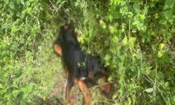 Köpeği demir çubukla öldüren şüpheli tutuklandı