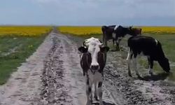 Koruma altındaki Eber sarısının yetiştiği alanda hayvan otlatılmasına inceleme