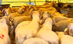 Kurban Bayramı'na 4 gün kala hayvan pazarlarında hareketlilik sürüyor