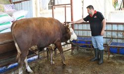 Kurban kesiminde zoonotik bulaş uyarısı; kuduz, tetanoz ve orf hastalığına dikkat