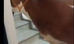 Kurbanlık boğa 6 katlı binanın terasında kesildi