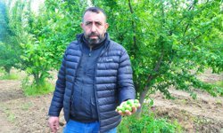 Manisa'nın 'dumanlı papaz eriğinde' hasat başladı
