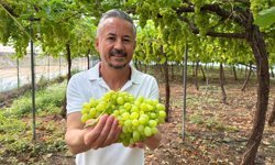 Mersin'de ilk hasadı yapılan üzüm, kilosu 600 TL'ye ihraç edildi