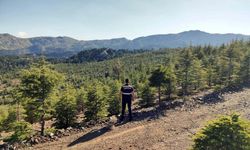 Muğla'da ormanlara giriş yasağı
