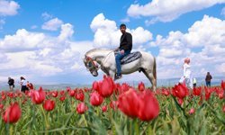 Muş Ovası'nda lale zamanı