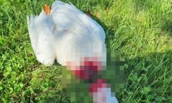 Nevşehir'de başı kesilmiş kaz bulundu