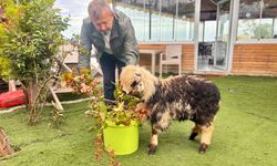 Özenle büyüttüğü kuzusu 'Abbas' yoldaşı oldu / Ek fotoğraflar
