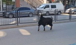 Sahibinin elinden kaçan kurbanlık keçi, uzun uğraşlar sonucu yakalandı