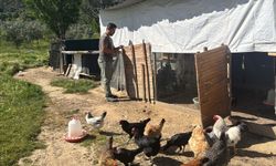 Şehir hayatını bırakıp kırsala yerleşti, hayvancılığa başladı