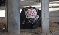 Sivas'ta kurban kesim noktalarında hareketlilik
