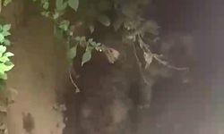 Su kanalında mahsur kalan 2 yavru köpek kurtarıldı
