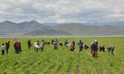 Tarım işçisi kadınlara 'Anneler Günü' çiçeği