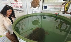 Tatilcilere 'caretta caretta' uyarısı