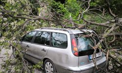 Tekirdağ'da kuvvetli rüzgarda ağaç otomobilin üzerine devrildi
