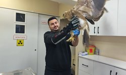 Vadide bitkin halde bulunan bozkır kartalı tedaviye alındı