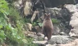 Yavru bozayı sahile indi