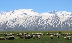 Yüksekova, baharla sarı renge büründü