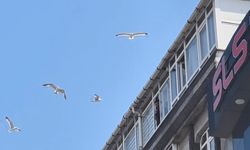 Zeytinburnu'nda anten tamiri için çatıya çıktı martıların saldırısına uğradı; 'Az kalsın çatıdan düşecektim'