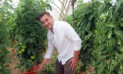 Antalya'da yazlık domates hasadı başladı