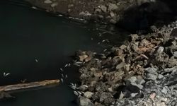 Bakırköy Çırpıcı Deresi'nde toplu balık ölümü