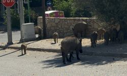 Bodrum merkezde domuz sürüsü görüldü