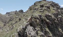 Bozayı ve 3 yavrusu dron kamerasında