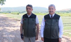 Bursa'da yanan ormanlar, Eskişehir'de üretilen fidanlarla yeşillenecek