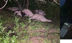 Bursa'da yıldırım düştü, 6 koyun öldü