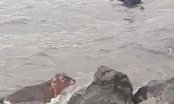 Çıldır Gölü'ne atlayan buzağı sandalla kurtarıldı; o anlar kamerada