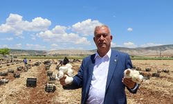 Coğrafi işaretli Araban sarımsağının hasadı başladı