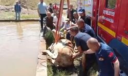Düştüğü havuzda çamura saplanan inek kurtarıldı