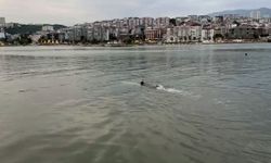 Ekipleri harekete geçiren deniz kıyısındaki eşyalar, profesyonel yüzücünün çıktı