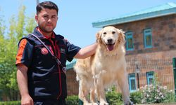 Emekliliği beklenen kahraman köpek 'Köpük', 9 yaşında grup ikincisi oldu