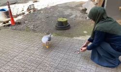 Hayvanlara dokunma korkusunu martıyla bağ kurup yendi