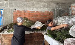 İpek böcekçiliği yaparak aile bütçelerine katkı sağlıyorlar