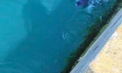 Kadıköy'de balık avlayan yunuslar kamerada