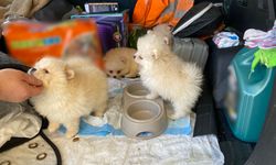 Kapıkule'de 'Pomeranian' cinsi 6 köpek yavrusu ele geçirildi
