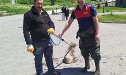 Kars Çayı'na düşen köpeği itfaiyeciler kurtardı