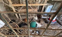 Kümese giren sokak köpekleri 30 tavuğu öldürdü